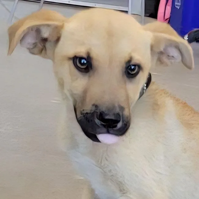 A baby small-sized male Yellow / Tan / Blond / Fawn Mixed Breed dog named Spikey for adoption in Las Cruces, NM
