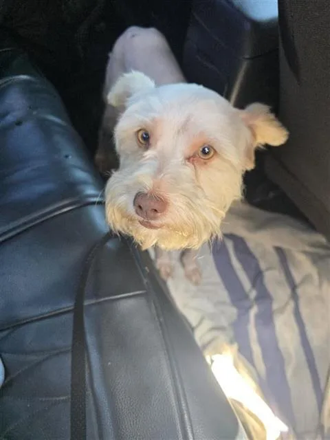 An adult medium-sized male Schnauzer dog named Harvey for adoption in San Antonio, TX