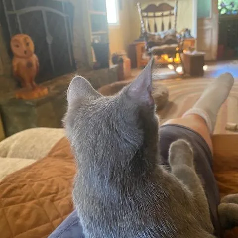A baby small-sized male Gray / Blue / Silver Domestic Short Hair cat named Squirrel for adoption in Durham, NC