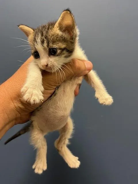 A baby small-sized female Domestic Short Hair cat named Beverly for adoption in Miami, FL