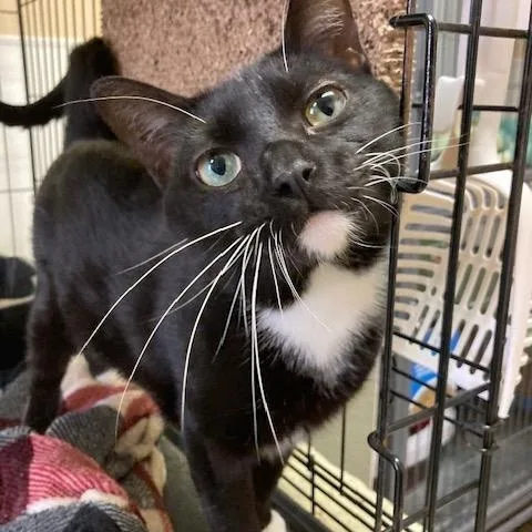 An adult medium-sized male Black & White / Tuxedo Domestic Short Hair cat named Boxer for adoption in Kankakee, IL