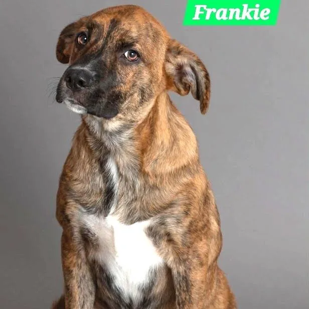 Frankie