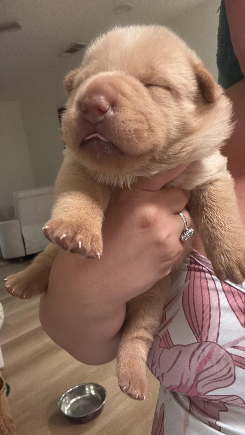 A baby small-sized male Shar-Pei dog named Tater Tot for adoption in Discovery Bay, CA