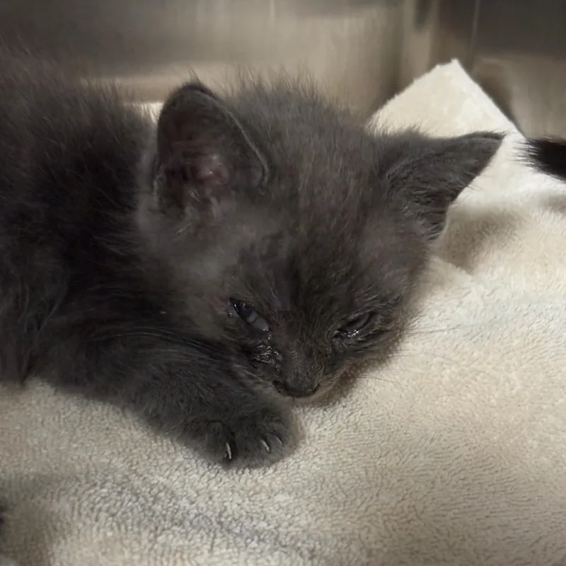 A baby small-sized male Gray / Blue / Silver Domestic Short Hair cat named Nigel for adoption in Taos, NM