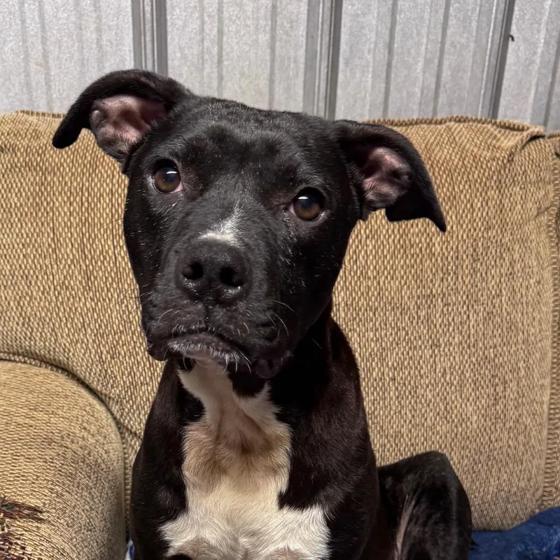 An adult large-sized female Black Mixed Breed dog named Ellen Sue for adoption in Pinson, TN