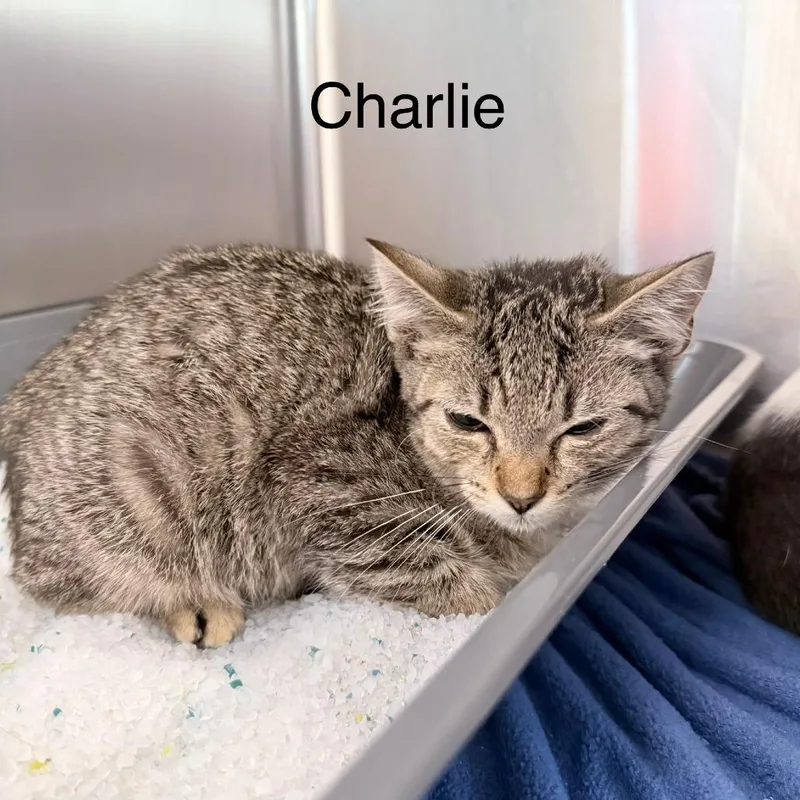 Charlie