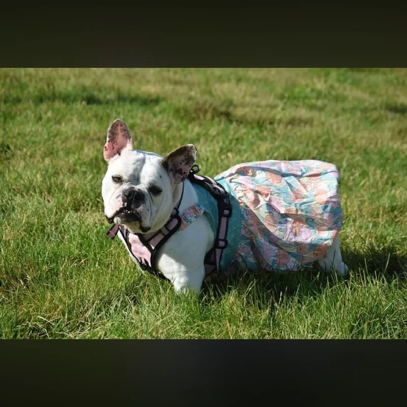 An adult medium-sized female White / Cream French Bulldog dog named Cookie for adoption in Springfield, MO