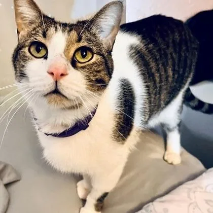 A senior medium-sized male Brown / Chocolate Domestic Short Hair cat named Belly for adoption in Fort Worth, TX