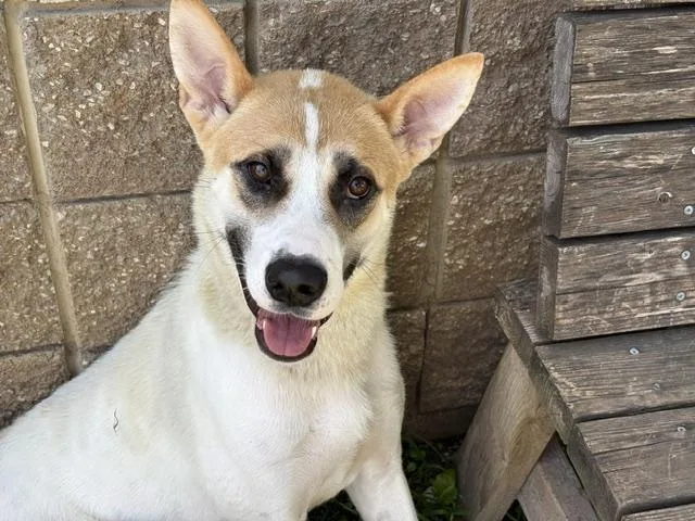 A young large-sized female Great Pyrenees dog named Mindy for adoption in Tulsa, OK