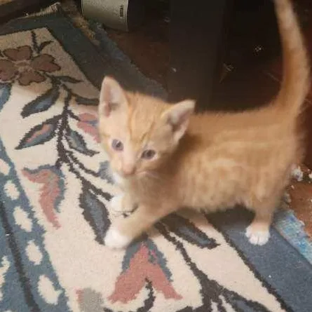 A baby small-sized male Orange & White Domestic Short Hair cat named Skye for adoption in LITTLE MOUNTAIN, SC