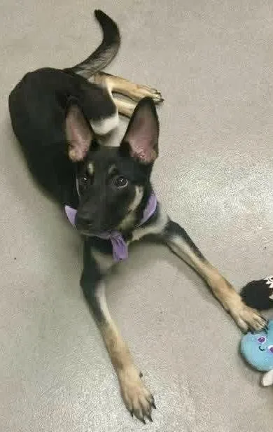 A baby large-sized female Tricolor (Brown, Black, & White) German Shepherd Dog named Clove for adoption in Greeneville , TN