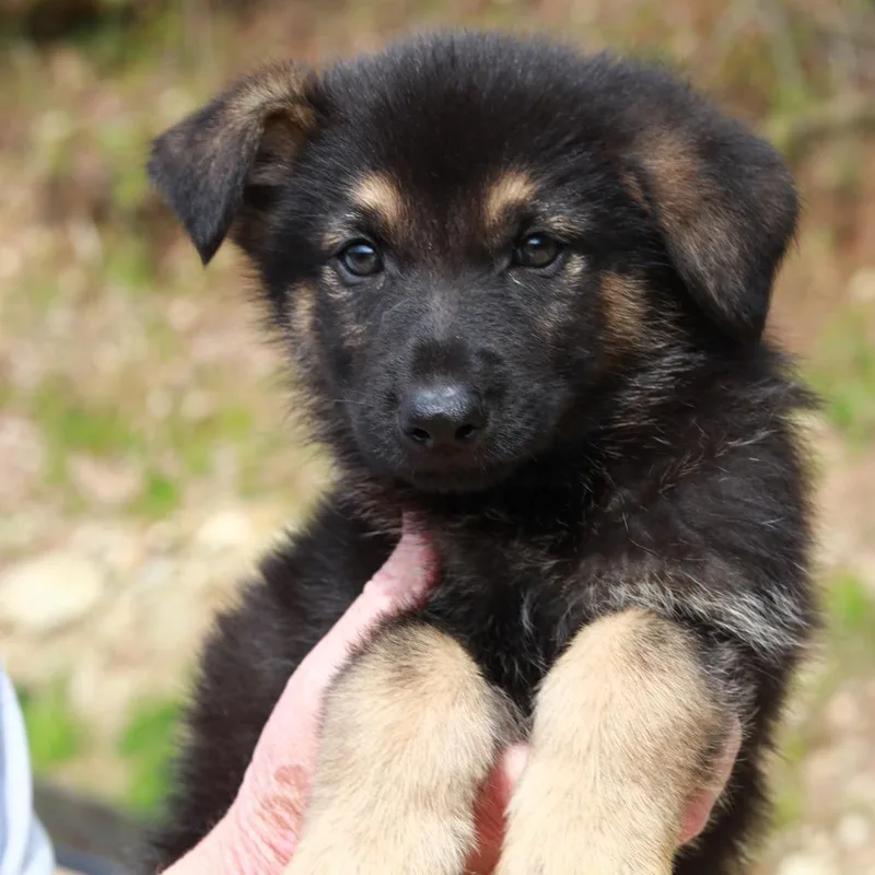 A baby large-sized male Black Shepherd dog named Ct Grand Teton Avail for adoption in Eastford, CT