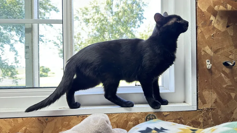 A young small-sized female Black Domestic Short Hair cat named Lilly for adoption in Monticello, IN