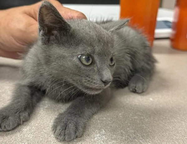 A baby small-sized male Domestic Short Hair cat named Kuzco for adoption in Salisbury, MD