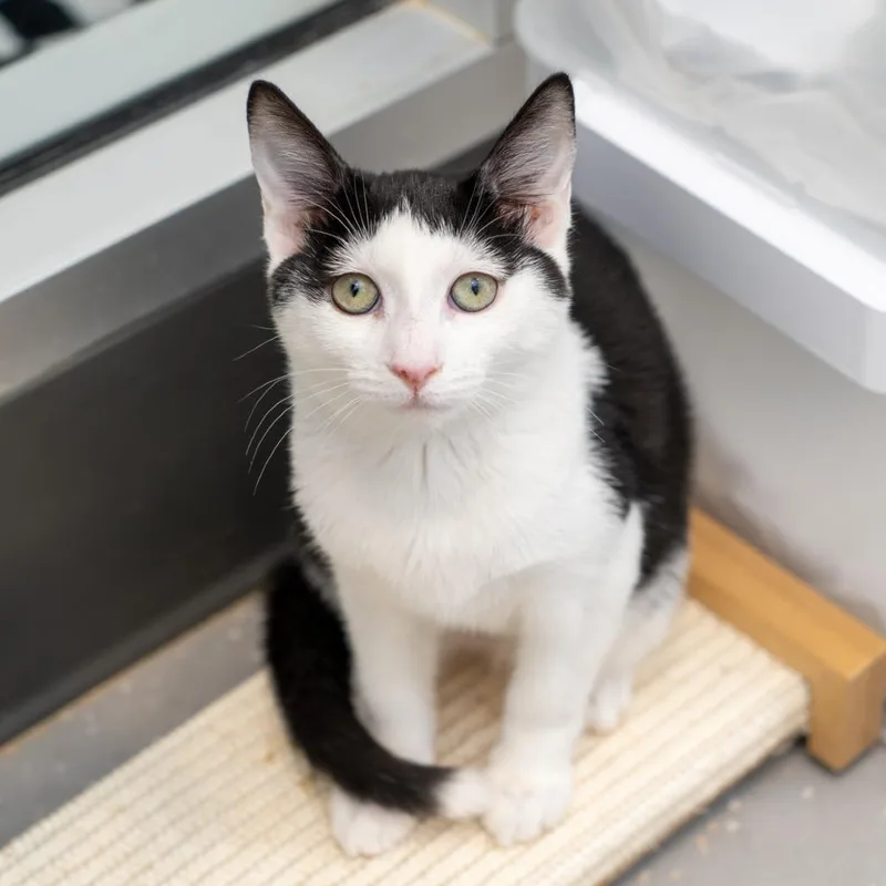 A baby small-sized female Black Domestic Short Hair cat named Odette for adoption in New York, NY