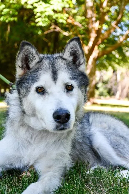 An adult large-sized male Siberian Husky dog named Doug for adoption in Yakima, WA