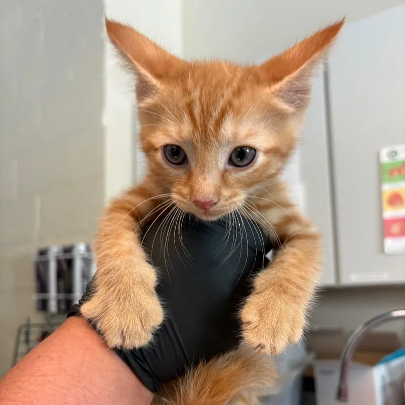 A baby small-sized male Orange / Red Domestic Short Hair cat named Hampton for adoption in Huntington, WV
