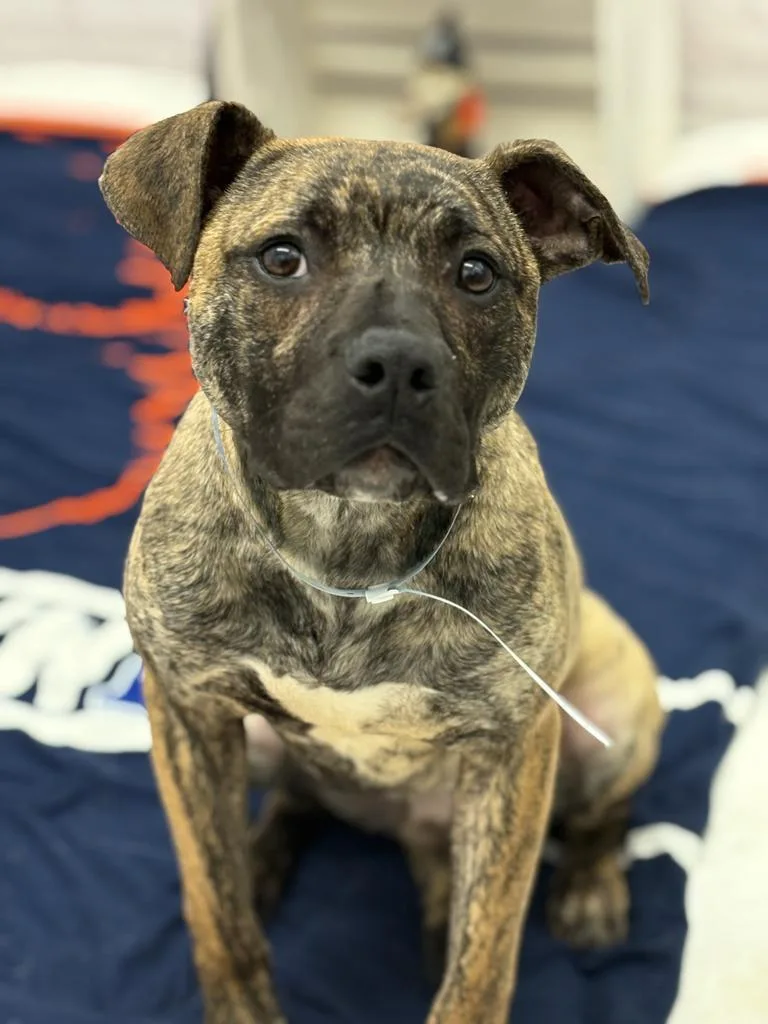 A baby medium-sized male Mixed Breed dog named Poole for adoption in Detroit, MI