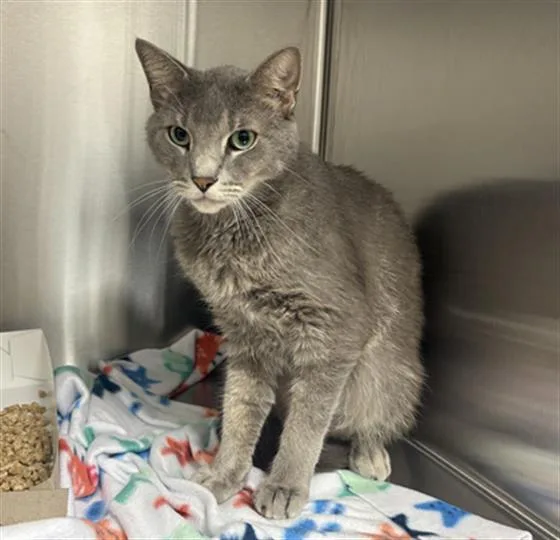 An adult small-sized male Domestic Short Hair cat named Milo for adoption in Indianapolis, IN
