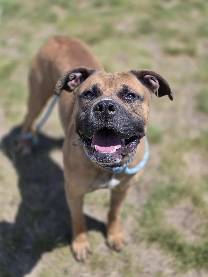 An adult large-sized male Golden Staffordshire Bull Terrier dog named Jackson for adoption in Shelby, MI