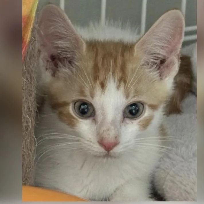 A baby medium-sized male White Domestic Short Hair cat named Waffle for adoption in Westhampton, NY