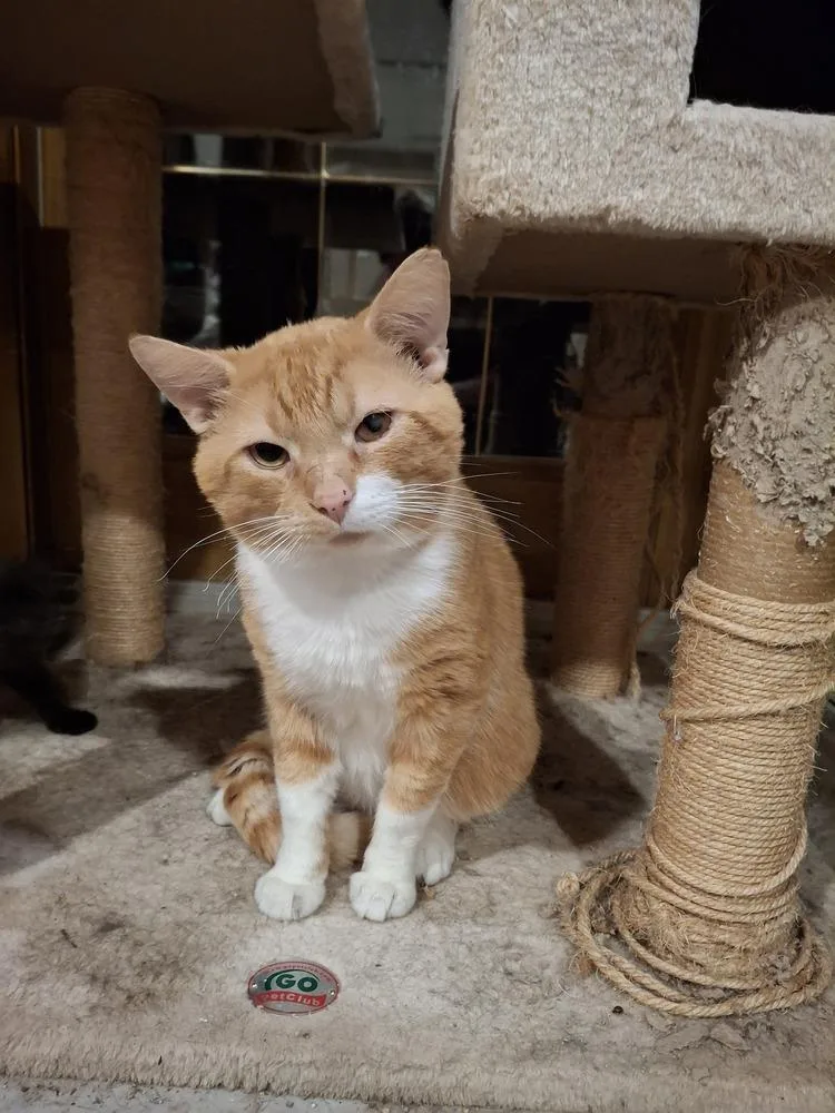 An adult large-sized male Domestic Short Hair cat named Meatball Goveia for adoption in Peoria, IL