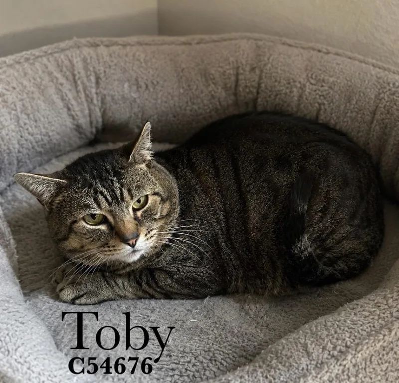 Toby