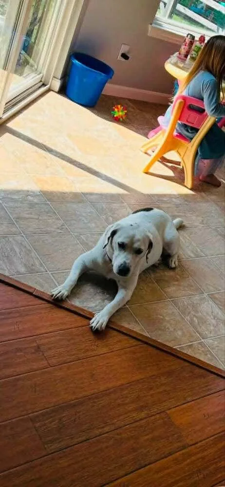 An adult medium-sized female Dalmatian dog named Hydee for adoption in Aurora, IN