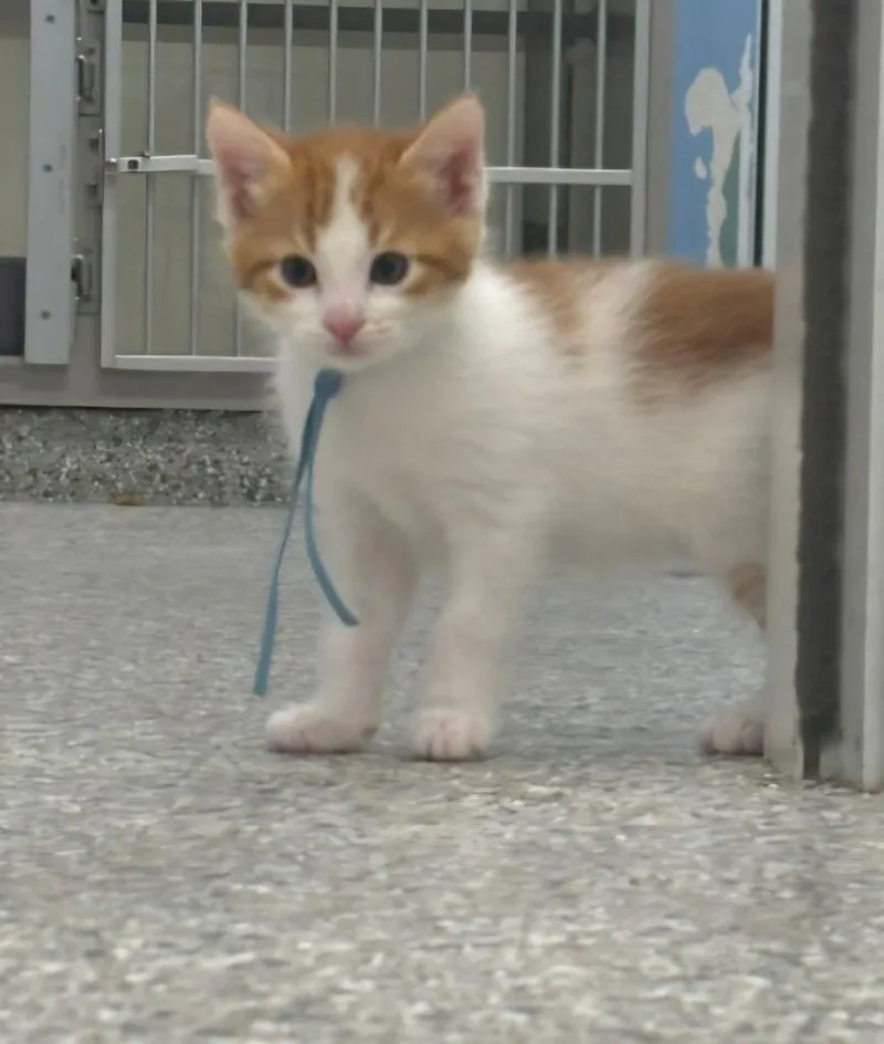 A baby large-sized male Domestic Short Hair cat named Cheeto for adoption in Viroqua, WI