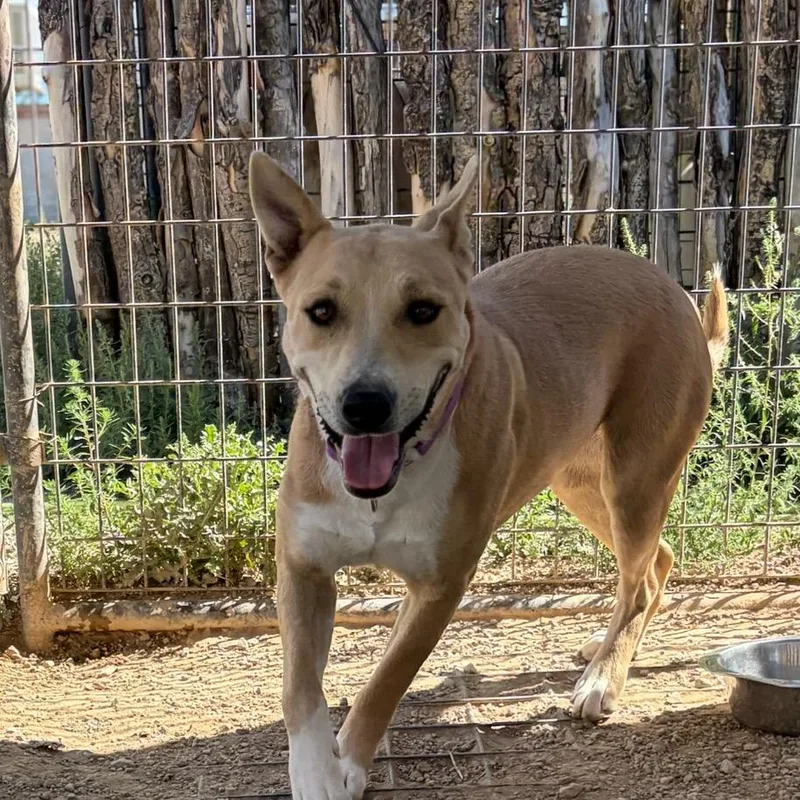 A young medium-sized female Yellow / Tan / Blond / Fawn Mixed Breed dog named Ramona for adoption in Taos, NM