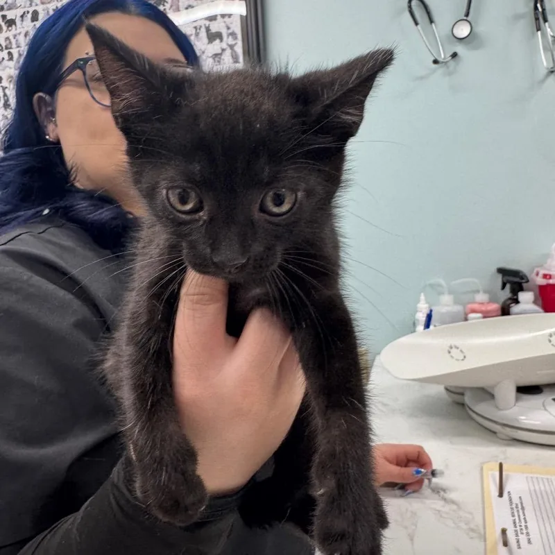 A baby medium-sized female Black Domestic Short Hair cat named Jett for adoption in Lauderhill, FL