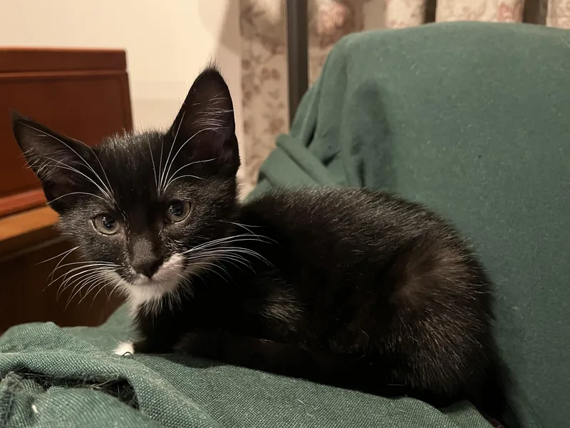 A young large-sized male Tuxedo cat named Micky for adoption in Wheeling, IL