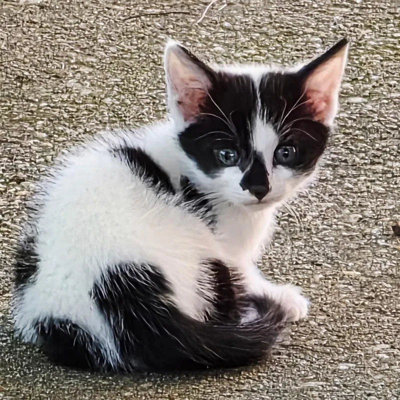 Oreo thumbnail 2