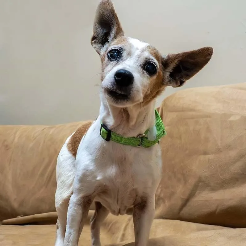 A senior small-sized male White / Cream Chihuahua dog named Wilma and Opie for adoption in Washington, PA