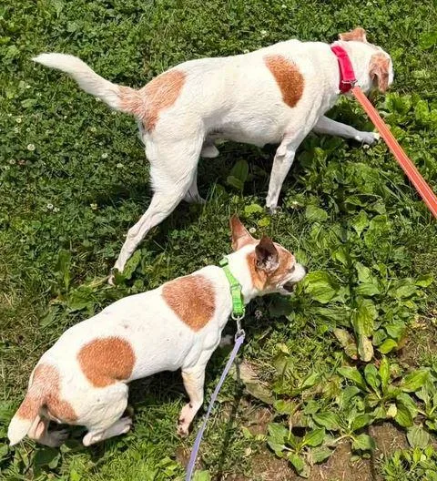 Wilma and Opie thumbnail 4