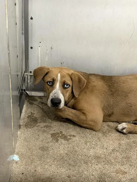 A young medium-sized female Pit Bull Terrier dog named Lupe for adoption in San Bernardino, CA