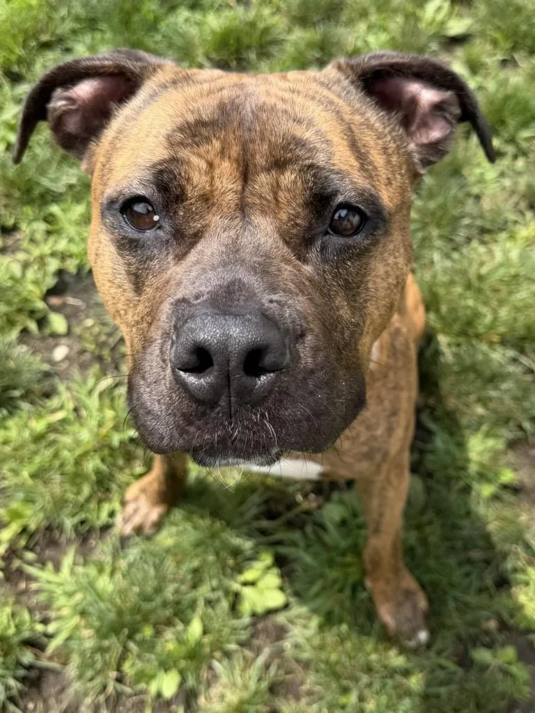 A young large-sized female Brindle Pit Bull Terrier dog named Cookie Tag for adoption in Central Islip, NY