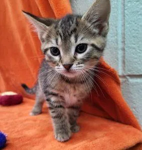 A young medium-sized female Domestic Short Hair cat named Ember for adoption in Bucyrus, OH
