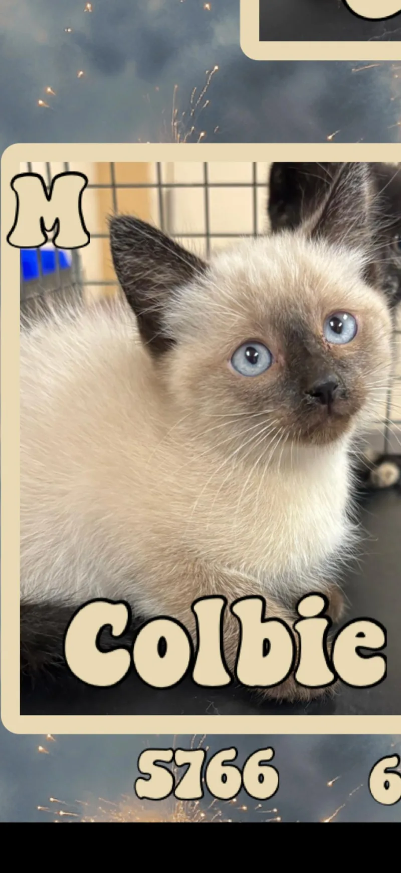 A baby medium-sized male Chocolate Point Siamese cat named Colby for adoption in Marvin, NC
