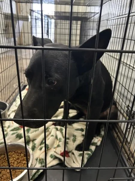 An adult large-sized male Shepherd dog named Tucker for adoption in Mobile, AL