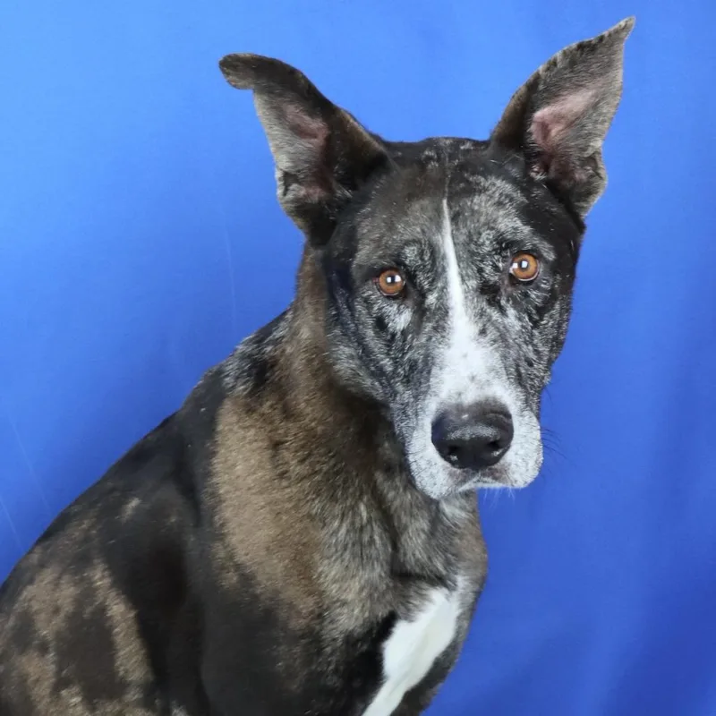 Marley  T thumbnail 3