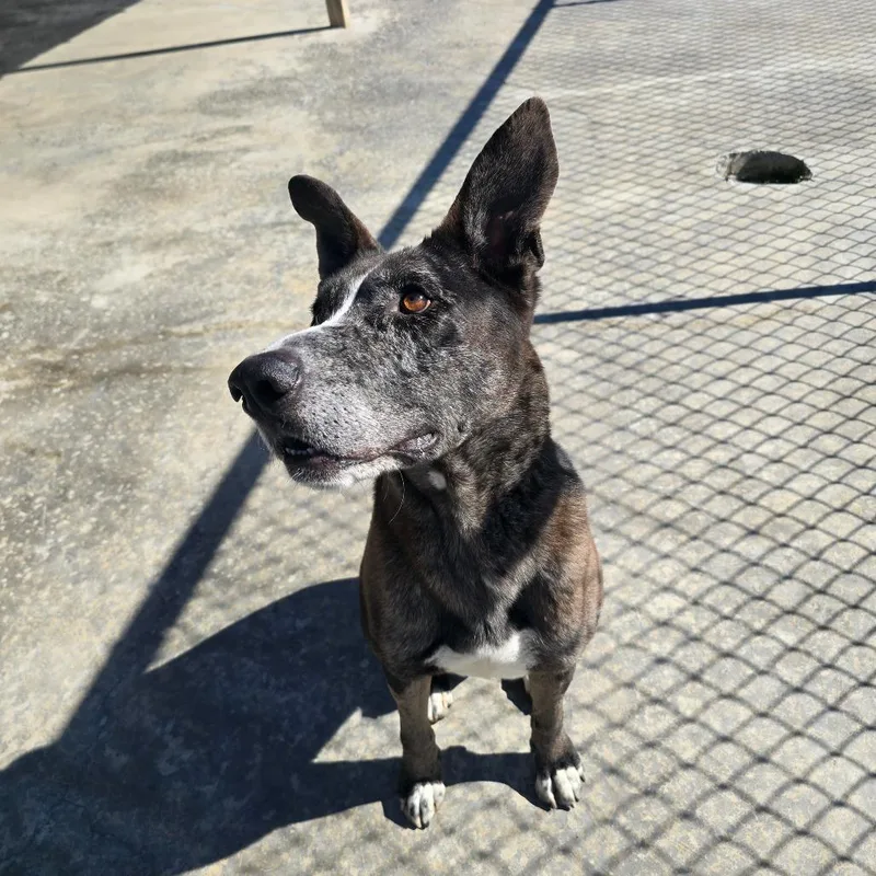 Marley  T thumbnail 4