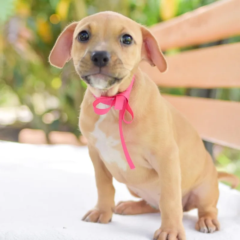 A baby small-sized female Yellow / Tan / Blond / Fawn Mixed Breed dog named Frida for adoption in Kailua Kona, HI