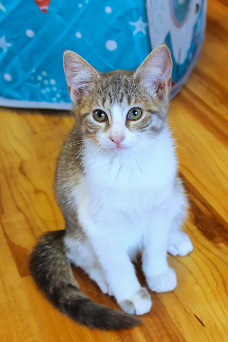 A baby medium-sized female White Domestic Short Hair cat named Ashley for adoption in Urbana, OH