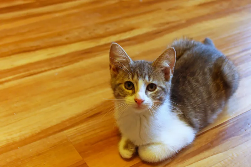 Ashley thumbnail 2