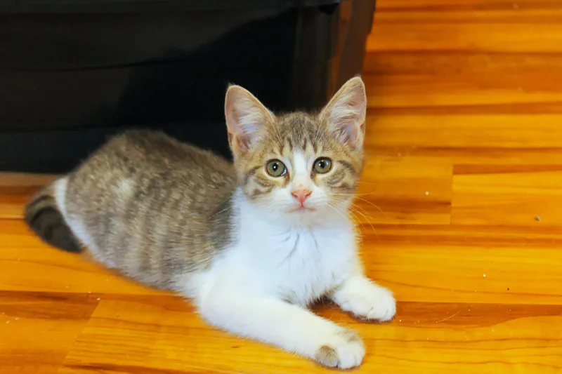 Ashley thumbnail 3