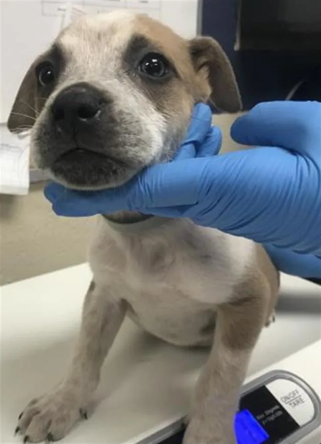 A baby small-sized female Pit Bull Terrier dog named Primrose for adoption in Conroe, TX
