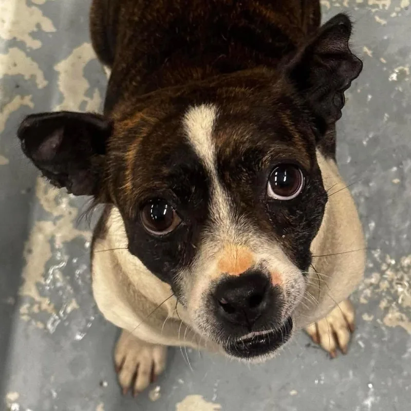 An adult small-sized female Brindle Boston Terrier dog named Maisie for adoption in Washington, DC