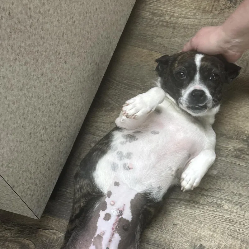 Maisie thumbnail 2