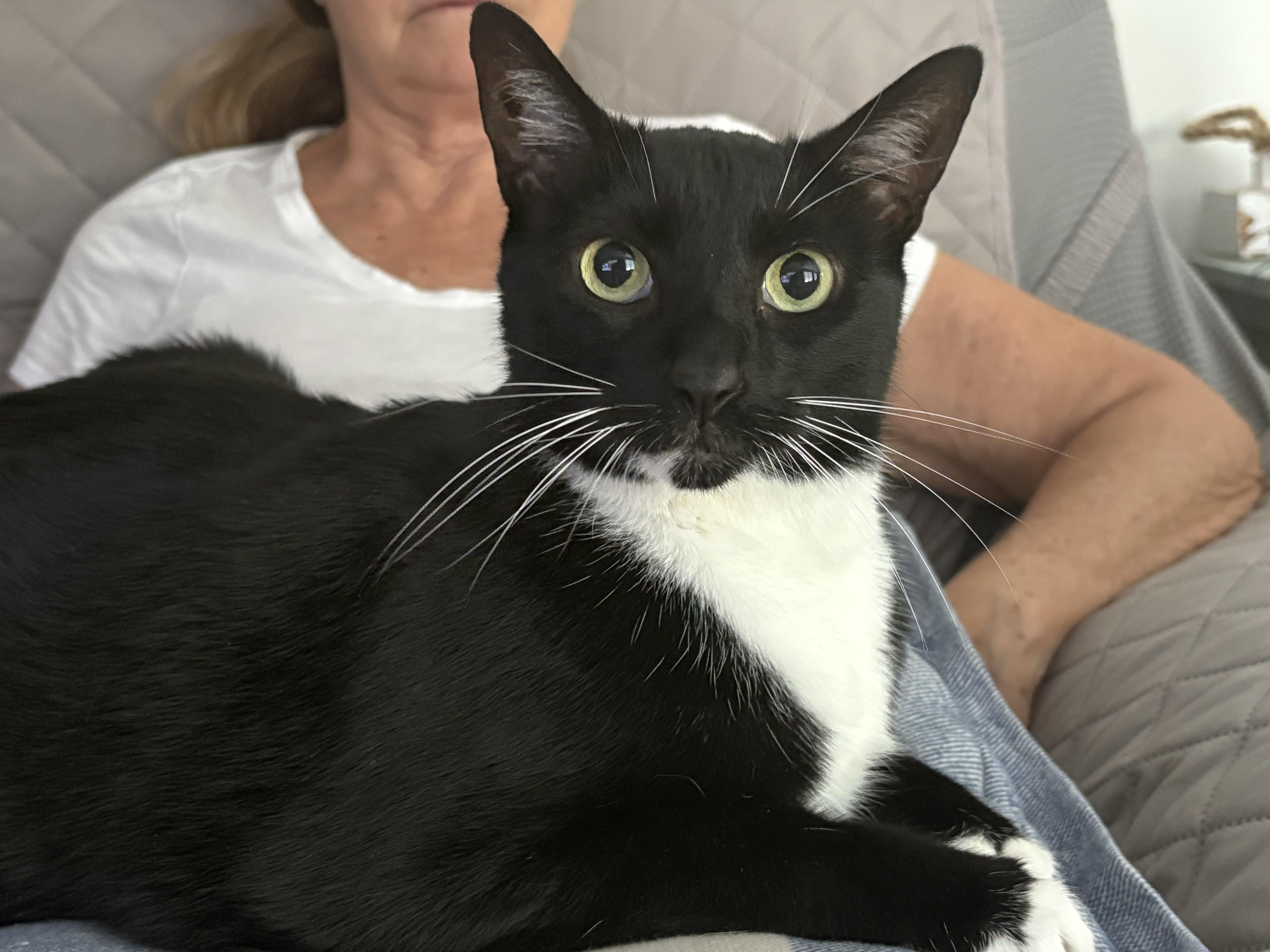 A senior medium-sized male Black & White / Tuxedo Domestic Short Hair cat named Sox for adoption in Hialeah, FL
